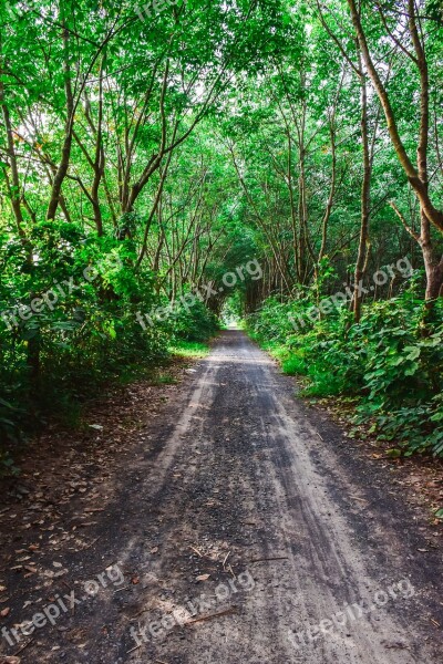 Nature Pa The Forests Tree Green