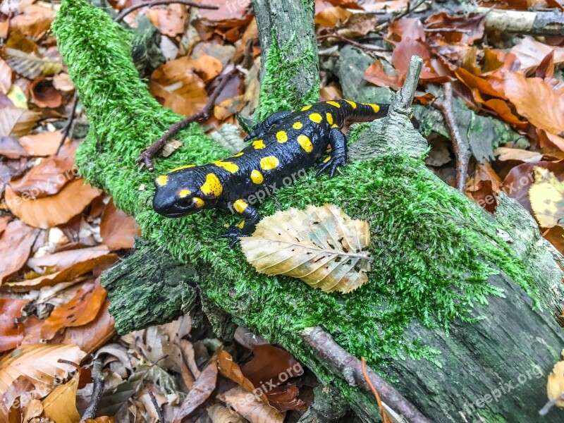 Fire Salamander Autumn Salamander Animal Nature