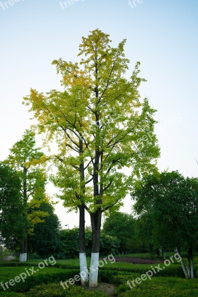 Ginkgo Trees Guiyang Zhongtian Exhibition City Tree The Leaves