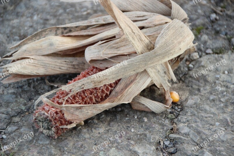 Corn Withers Dry Autumn Harvest