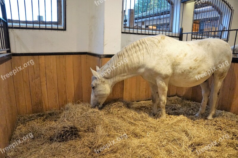 Horse Lipizzaner Stud Homestead Reiterhof