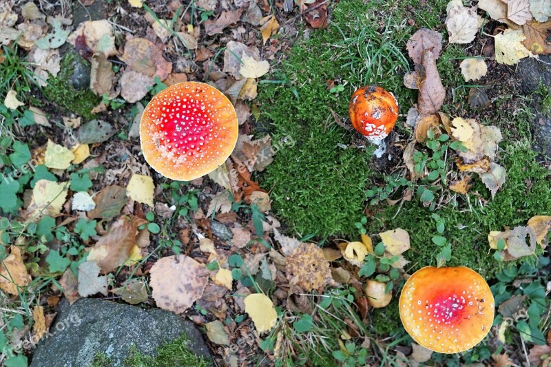 Fly Agaric Poison Toxic Mushroom Red