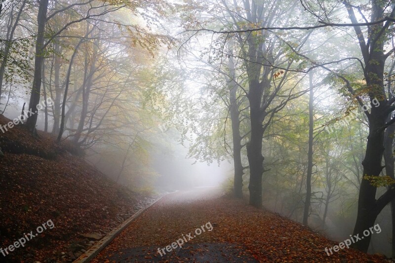 Fog Forest Nature Trees Winter