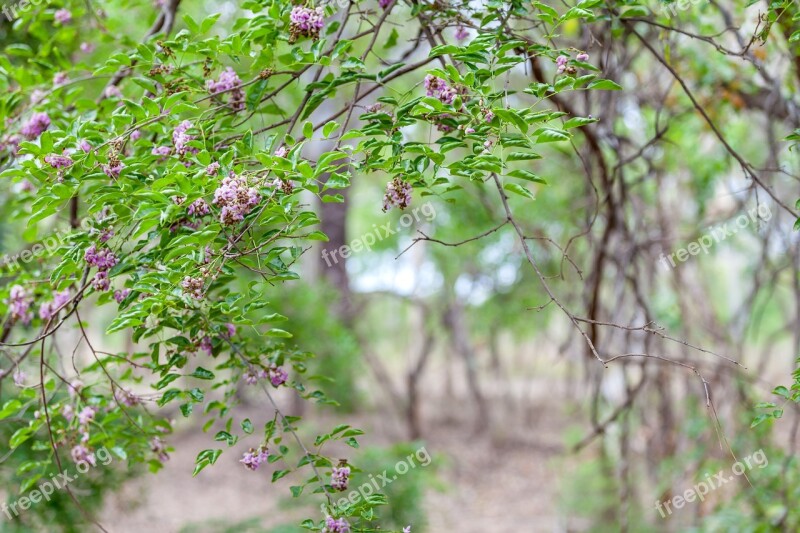 Woodland Bush Background Wild Flowers Natural Backdrop Soft Texture