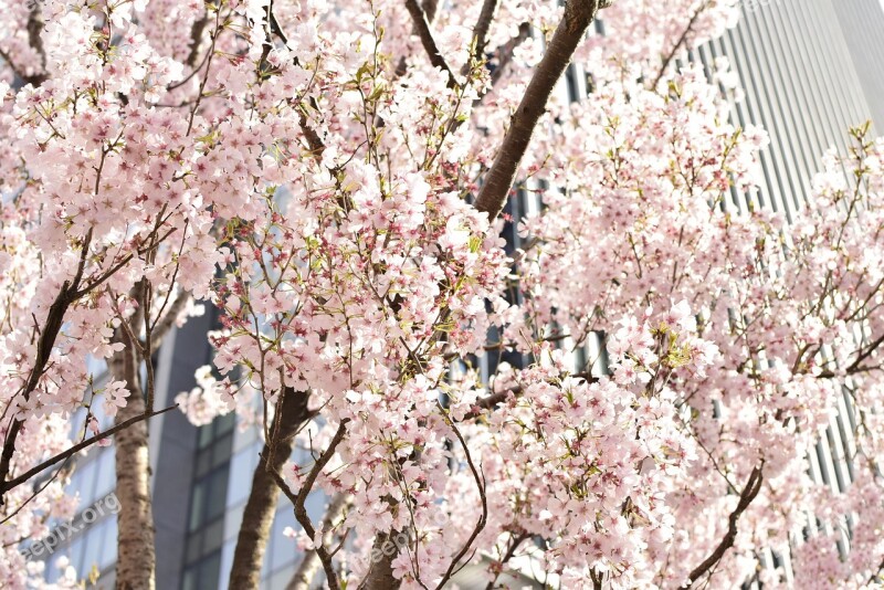 Cherry Blossoms Street Trees Flowers Free Photos