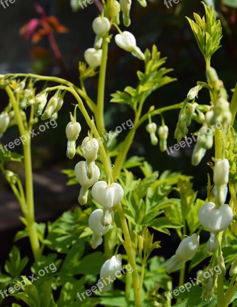 Dicentra Alba Dicentra White Dicentra White Bleeding Hearts Plant Free Photos