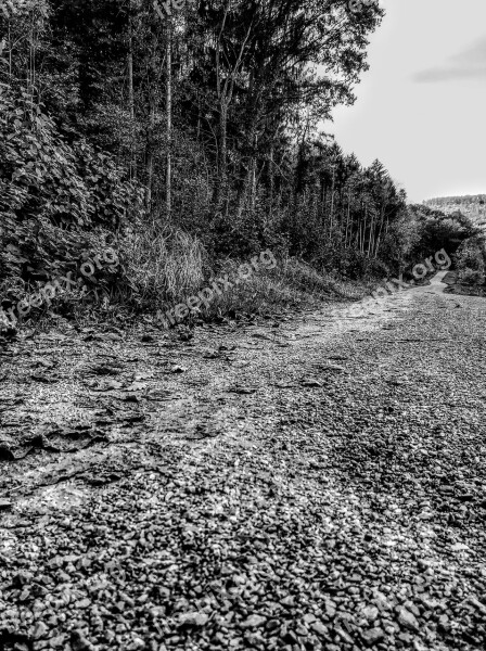 Black And White Photography Background Road Black And White Nature