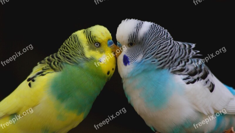 Budgie Smooch Love Together Togetherness