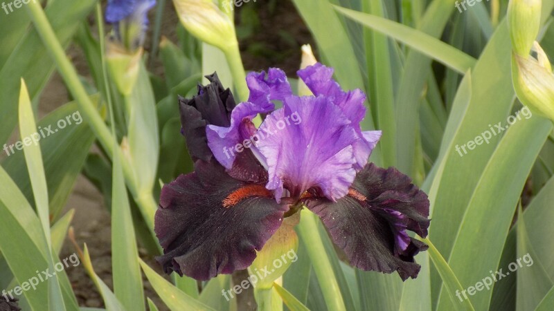 Iris Flower Summer Free Photos