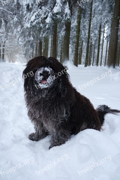 Schapendoes Dog Snow Forest Trees