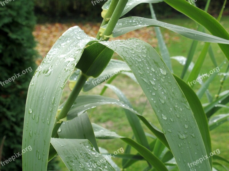 Autumn After The Rain Raindrops Free Photos