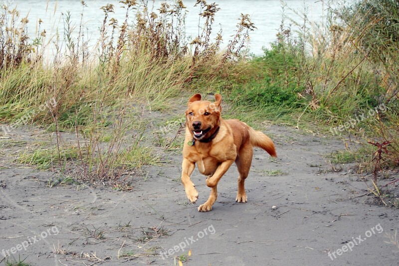 Dog Pet Quadruped Brown Labrador