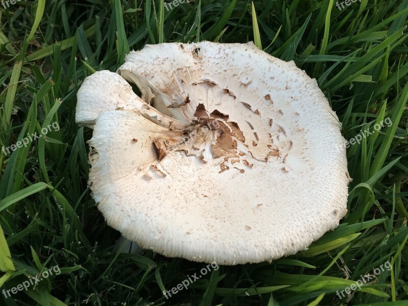 Forest Mushroom Plant Fungus Green