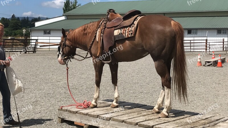 Horse Equine Animal Bridge Training