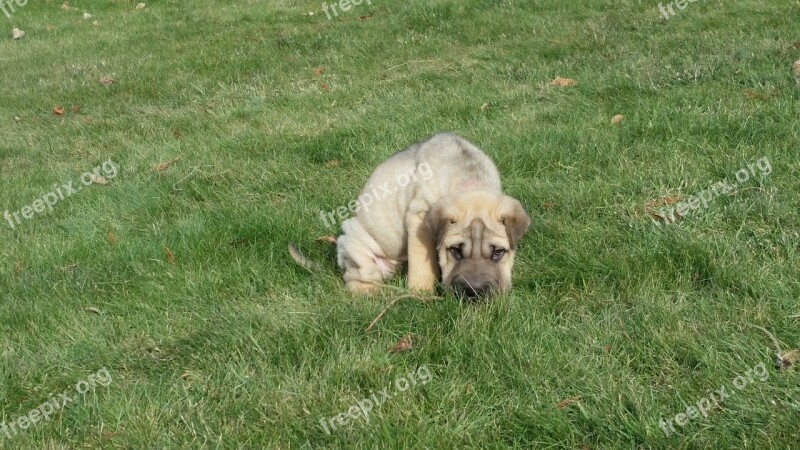 Sharpei Wrinkled Puppy Free Photos