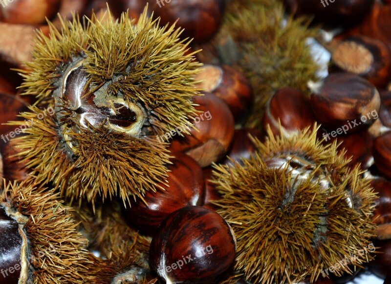 Chestnuts Sweet Chestnuts Spur Nature Free Photos