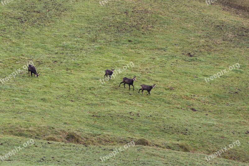 Chamois Wild Animal Wild Wild Species Gams