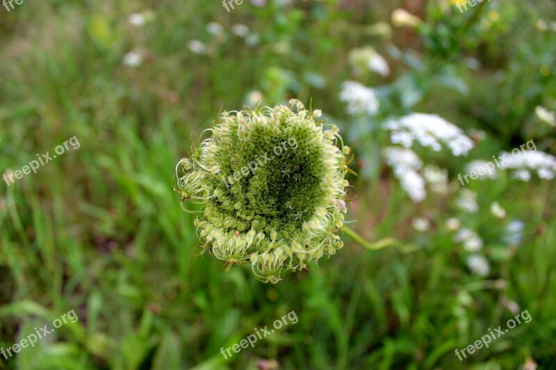 Yarrow Bud Green White Flower