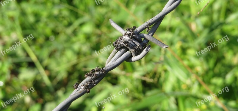 Fence Barbed Wire Is Wiring Armenia Free Photos