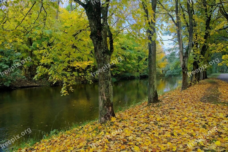 Autumn Autumn Gold Clone Tree Nature