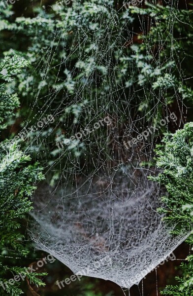 Cobwebs Dewdrop Drip Beaded Cobweb