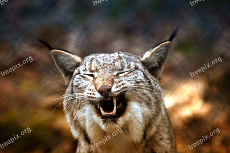 Lynx Imprisoned Eurasischer Lynx Fence Caught