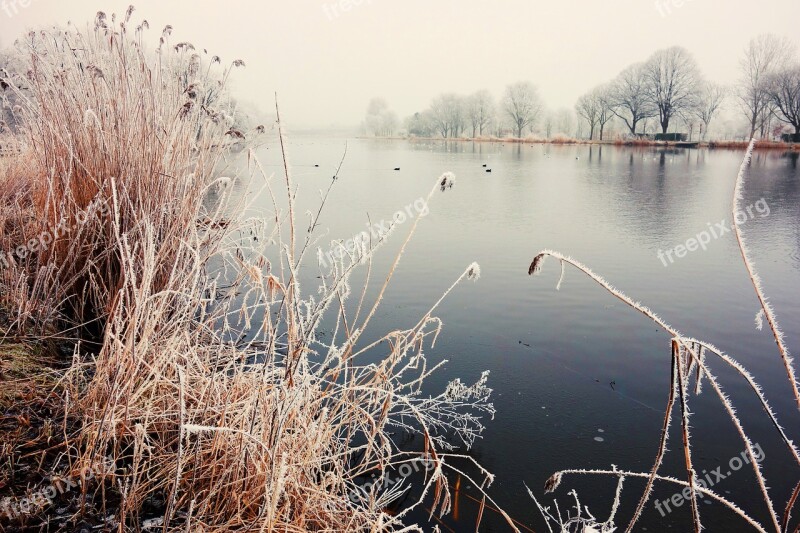 Water River Reeds Hoarfrost Winter