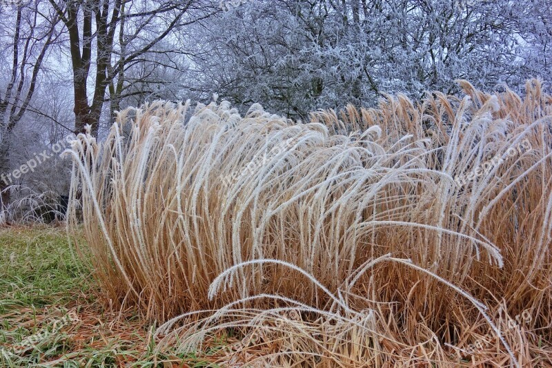 Plume Hoarfrost Crystals Park Winter Scene