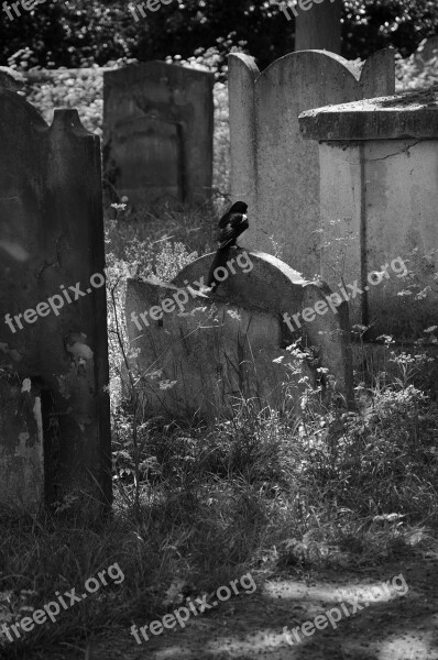 Cemetery Magpie Bird Black Creepy