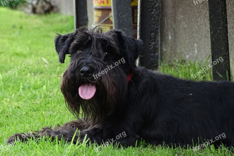 Schnauzer Dog Breed Dog Doggy Sznaucerek