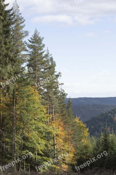 Forest Trees Nature Forests Leaves