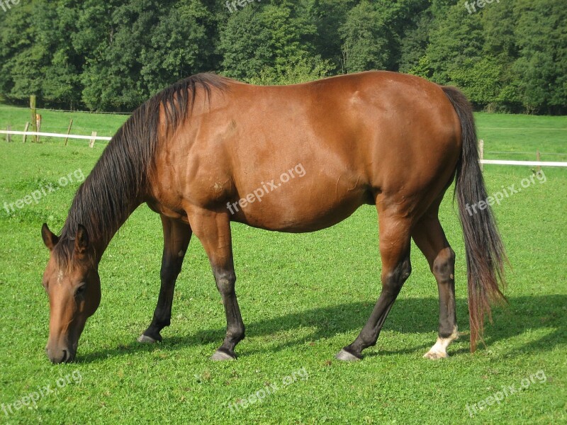 Horse Wild Animal Nature Mammal