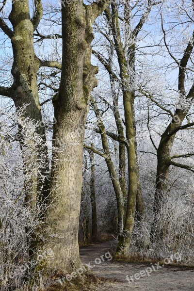 Hoarfrost Cold Winter Frozen Frost