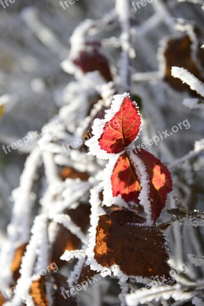 Hoarfrost Cold Winter Frozen Frost