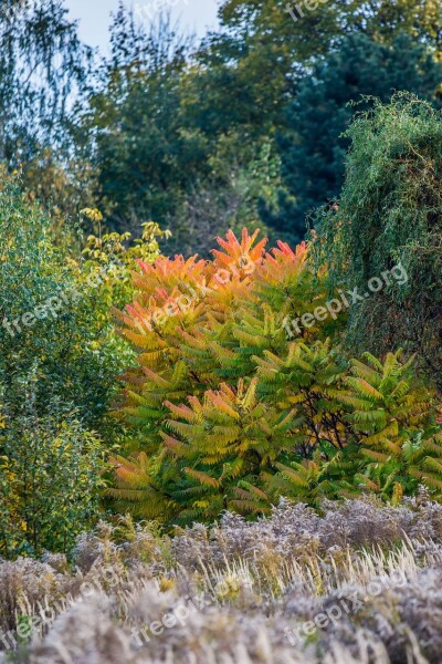 Green Trees Orange Autumn Meadow Yellow