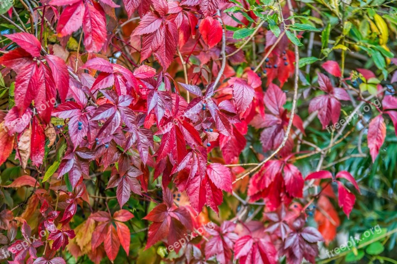 Foliage Fruit Red Burgundy Autumn