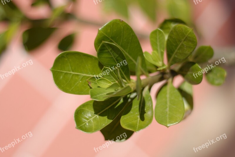 Plant Leaves Flowerpot Tlapa De Comonfort Gro