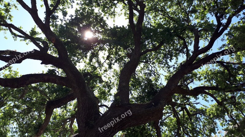 Tree Branches Leafs Sun Shade