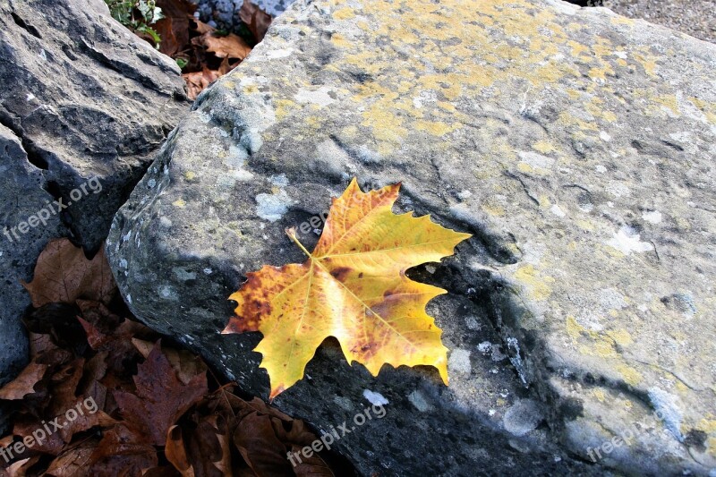 Maple Leaf Yellow Autumn Leaf Autumn Stone