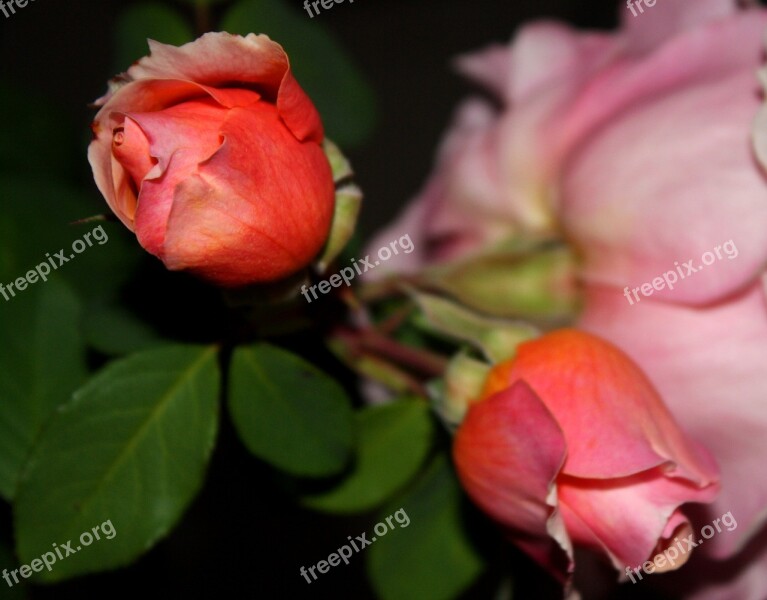 Rosebuds Flowers Pink Flower Rosebush Garden