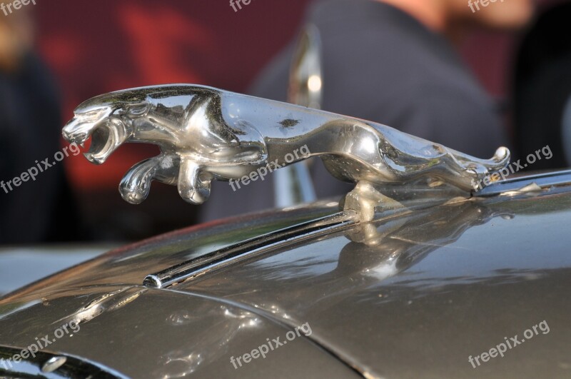 Jaguar Cool Figure Oldtimer Classic Free Photos