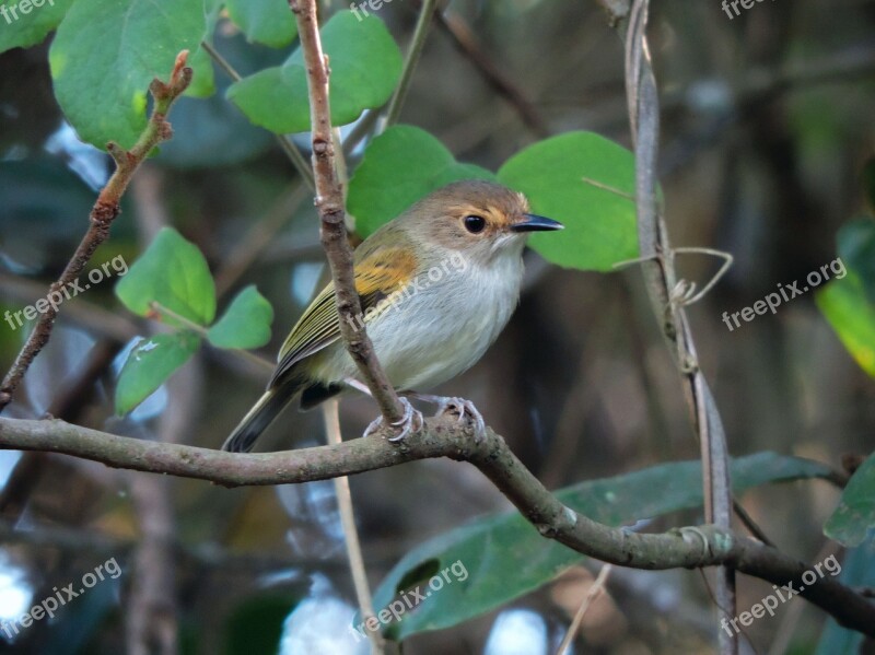 Ferreirinho Cover Brown Bird Watching Nature Free Photos