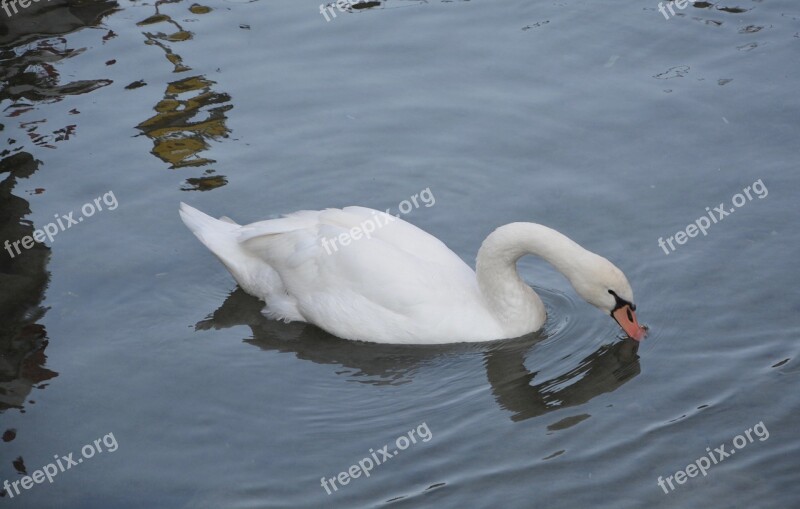 Swan Big Bird Water White Swan Water Reflection