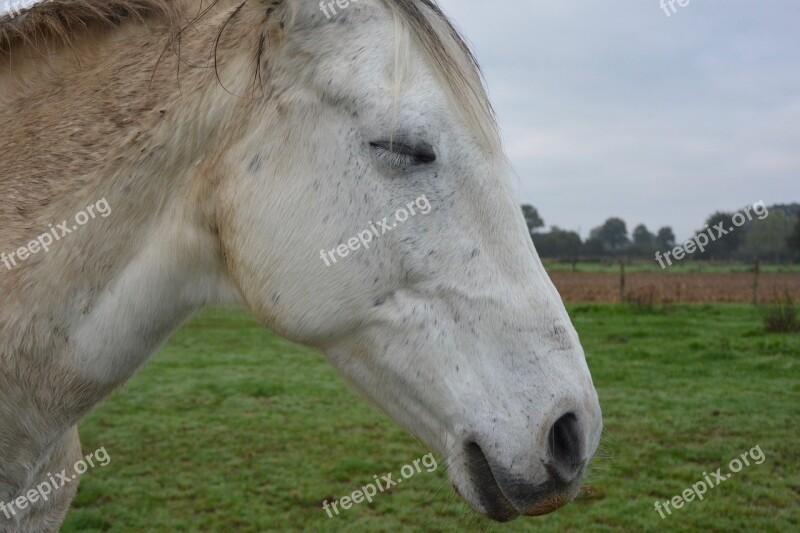 Horse Eyes Closed Closed Eye Horse Sleeps Standing Up White Horse