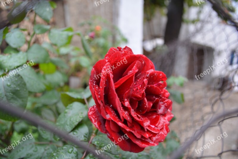 Red Love Flower Rose Desire