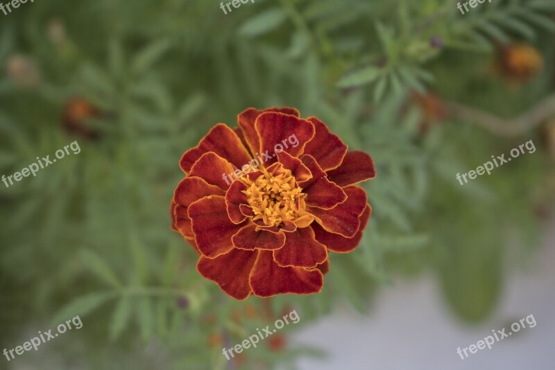 Flower Turkey Summer Blossom Bloom Close Up