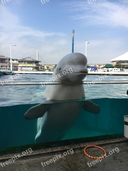 Beluga Aquarium Dolphin Free Photos