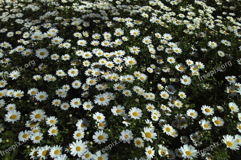 Daisy Daisies Flower Macro Flowers