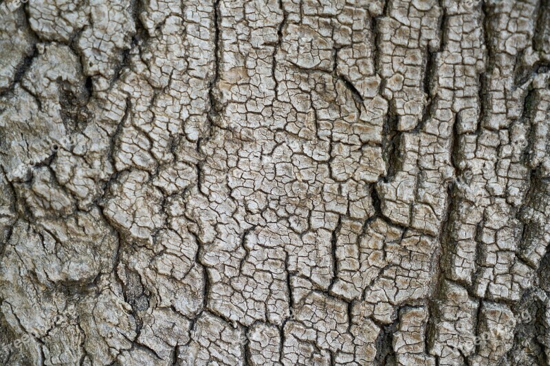 Tree Texture Body Macro Background