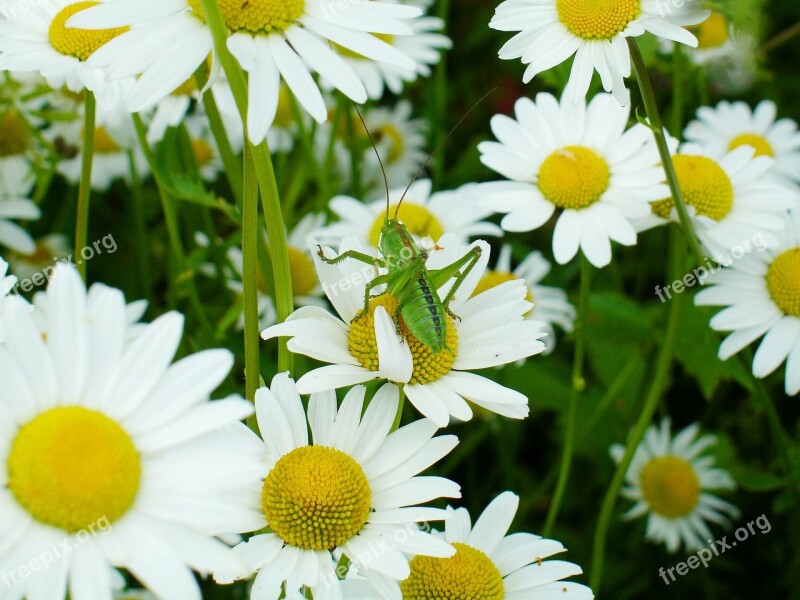 Grasshopper Daisies Insect Blossom Bloom